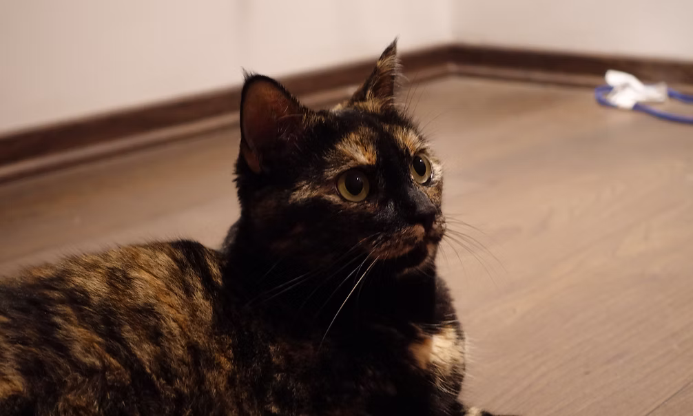 Luna